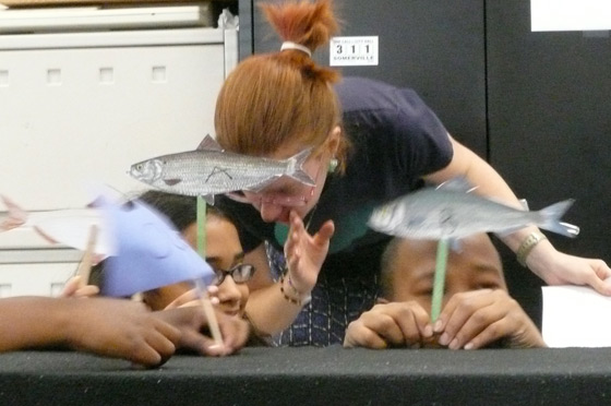 We learned about two kinds of herring fish - the Blueback and Alewife.